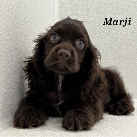 puppy, for, sale, Cocker Spaniel, Joe & Cherri  Overlease, dog, breeder, Miller, MO, dog-breeder, puppy-for-sale, forsale, nearby, find, puppyfind, locator, puppylocator, aca